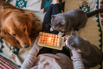 Golden Retriever dog and two cats spend their birthdays with their owners