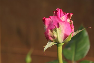 Fototapeta na wymiar The rose is grooming in the winter in ChiangMai Thailand