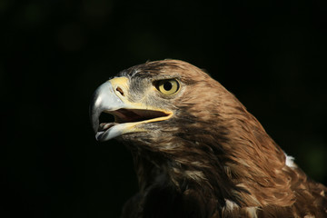 Portrait of an eagle