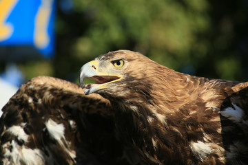 Portrait of an eagle