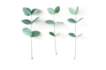 Eucalyptus on white background.  Fresh eucalyptus leaves. Flat lay, top view.  Items for Wedding or greeting cards.