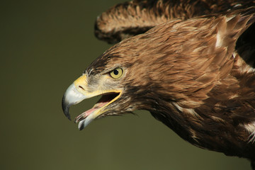 Portrait of an eagle