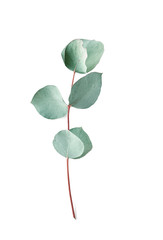 Eucalyptus on white background.  Fresh eucalyptus leaves. Flat lay, top view.  Items for Wedding or greeting cards. © steftach