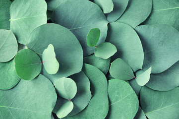 Fresh eucalyptus leaves. Flat lay, top view. Nature green Eucalyptus leaves  background