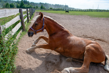 A beautiful brown horse wallows in the sand in a farm pen.