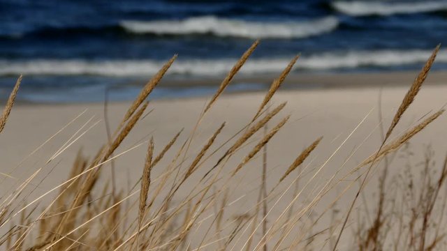 Beach of the Baltic Sea with beach grass and wind