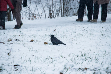 crow sitting in the snow