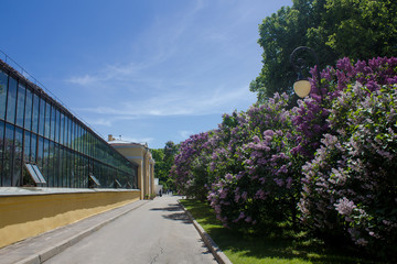 A branch of blossoming lilac. Purple flowers. Petals of a flowering plant.