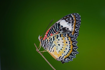Butterfly : Leopard lacewing butterfly (Cethosia cyane)(Female) is a species of heliconiine butterfly found from India to southern China and Indochina. Selective focus, blurred background,copy space