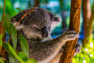 Koala relaxing in a tree 
