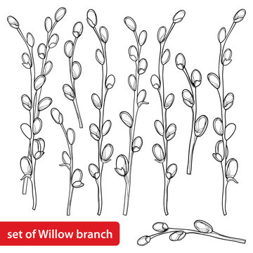 Vector set with outline Willow twigs in black isolated on white background. Branch with blossoming pussy Willow in contour style for springtime design and Easter coloring book.