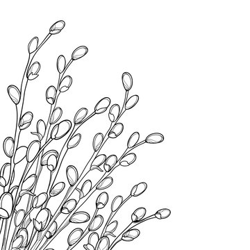 Vector corner bouquet with outline Willow twigs in black isolated on white background. Branch with blooming pussy Willow in contour style for springtime design and Easter coloring book.