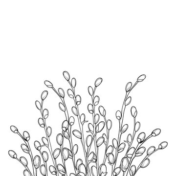 Vector bouquet with outline Willow twigs in black isolated on white background. Branch with blooming pussy Willow in contour style for springtime design and Easter coloring book.