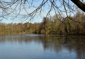 Fototapeta premium Landscape of a forest lake.Big tree in front.