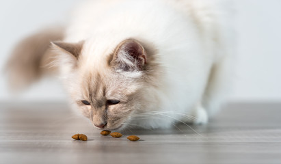 Beautiful sacred cat of burma eating dry cat food
