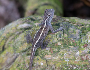 lizard on rock