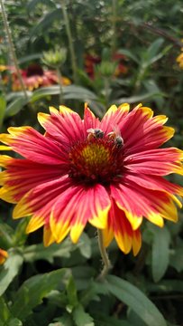 Honey Bee On Indian Blanke Flower