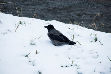 crow sitting in the snow