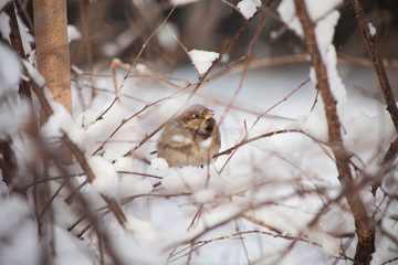 Sparrow on branch of tree