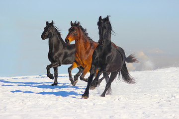 three horses running in the snow, Frisian and bay horses