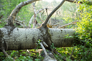 tree in the forest