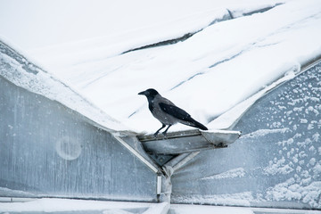 crow sitting on an icy roof