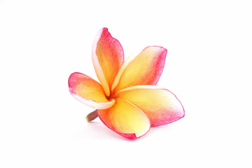 Obraz na płótnie Canvas Plumeria Isolated on white background. Plumeria or Night jasmine flowers and also know as frangipani, Yasmine, Kath Champa, Melia, Arali , egg yolk flower and Lilawadi flowers
