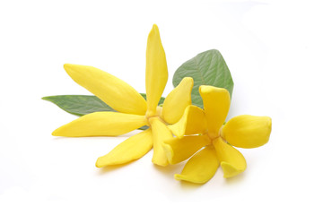 Ylang-Ylang (Cananga odorata) valued for perfume extracted from its flowers,  which is an essential oil used in aromatherapy. Also called fragrant cananga, Macassar-oil, or perfume tree. Isolated