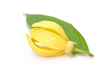 Ylang-Ylang (Cananga odorata) valued for perfume extracted from its flowers,  which is an essential oil used in aromatherapy. Also called fragrant cananga, Macassar-oil, or perfume tree. Isolated