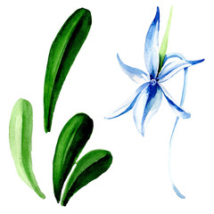 Blue Rare orchid. Floral botanical flower. Watercolor background illustration set.Isolated orchid illustration element.