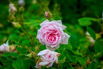 Blooming rose Petals blooming flower. Beautiful plant.