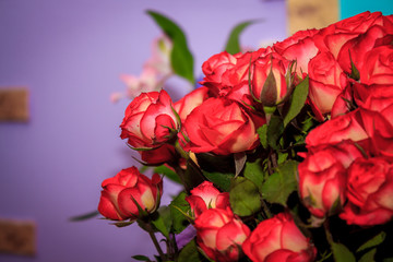 Blooming rose Petals blooming flower. Beautiful plant.