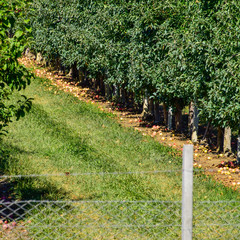 Fototapeta na wymiar Apple orchard. Rows of trees and the fruit of the ground under t