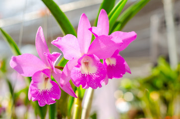 beautiful of cattleya hybrids orchid in the garden
