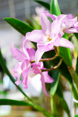 close up of beautiful dendrobium orchid species in the garden
