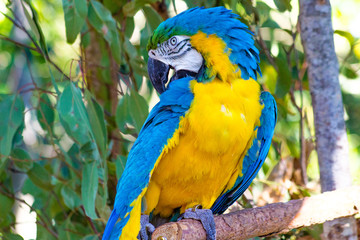 Obraz premium Macaw at Australia Zoo 