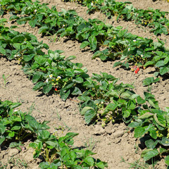 bed of strawberries in the garden. Strawberry blossoms and bears