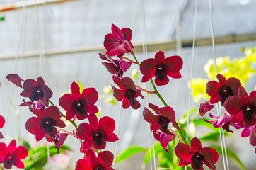 close up of beautiful dendrobium orchid species in the garden