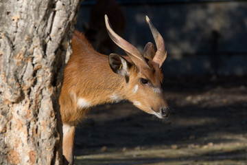 Sitatunga