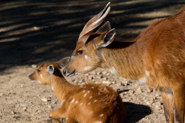 Sitatunga