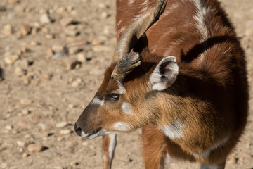 Sitatunga