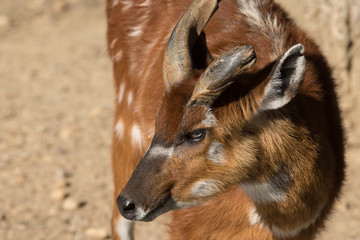 Sitatunga