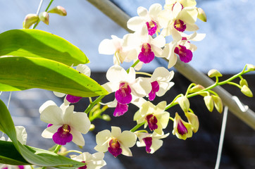 close up of beautiful dendrobium orchid species in the garden