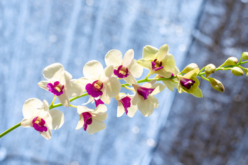 close up of beautiful dendrobium orchid species in the garden