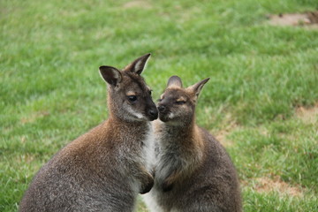 Naklejka na ściany i meble A Pair of Very Cute Wallaby Animals.