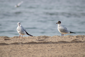 Seagulls standing on a wall with the Mirador de la Isla de Benidorm taken at the Mirador de Punta Canfali in Benidorm Alicante in Spain