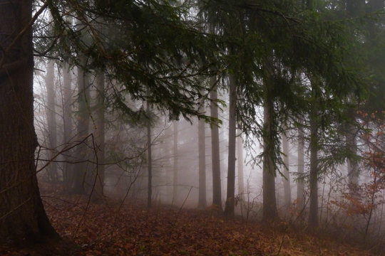 Fototapeta foresta di Conifere nella nebbia