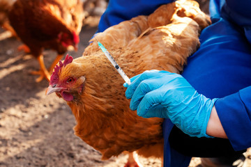 Female veterinarian in blue gloves and uniform makes injection of chickens, vaccination, chicken flu. Veterinary Medicine. © greenoline