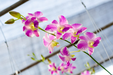 Fototapeta na wymiar close up of beautiful dendrobium orchid species in the garden