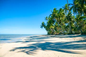 Palm trees casting shadows on a wide remote tropical Brazilian island beach in Bahia Nordeste Brazil